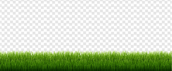 green grass isolated transparent background vector