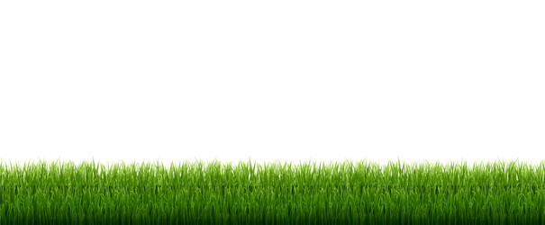 Green grass isolated white background vector