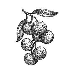 Longan Fruit Vector Images (over 1,100)