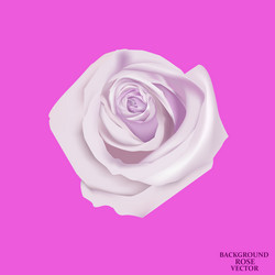 Background with rose isolated Royalty Free Vector Image