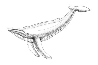 Pencil Sea Animals Drawings Vector Images (over 520) Pencil Sea Animals Drawings Vector Images (over 520)
