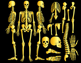 Golden human bones skeleton silhouette collection vector