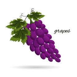 Grapes isolated on a white background vector