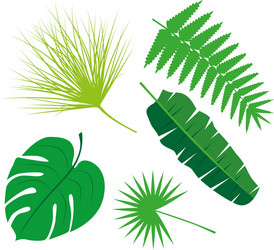 tropical leaves collection isolate set vector