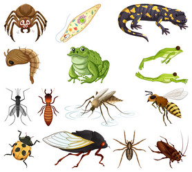 different kinds of insects and animals on white vector