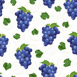 Grape Bunch Pattern - White Background vector image