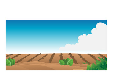 Crop field corn Royalty Free Vector Image - VectorStock