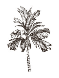 Palm trees tree icon set isolated Royalty Free Vector Image
