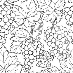 grapes branches pattern on white background vector image