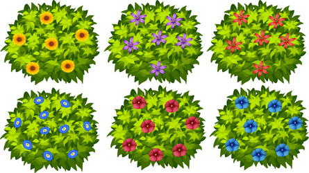 Green bush with colorful flowers vector