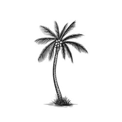 Coconut palm tree icon simple style Royalty Free Vector
