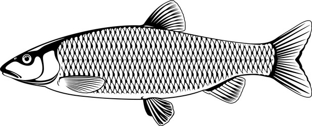 chub fish black and white vector