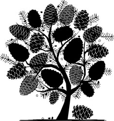 cedar cone background sketch for your design vector image