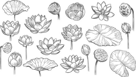 Elegant Lotus Sketch Vector Image