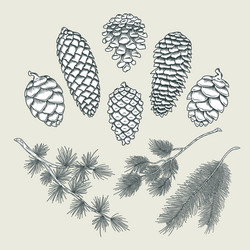 Pine cone and fir tree set botanical hand drawn Vector Image