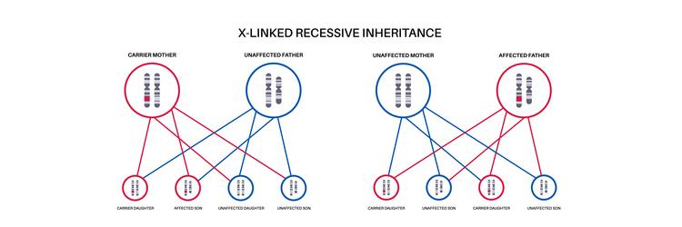 x linked recessive inheritance vector image