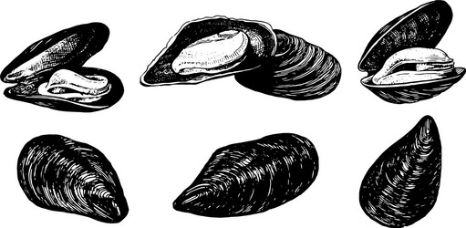 mussels hand drawn images vector