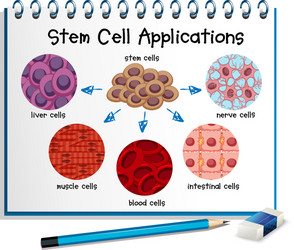 diagram showing different stem cell applications vector image
