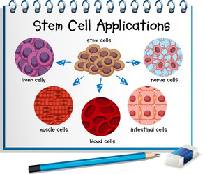 diagram showing different stem cell applications vector