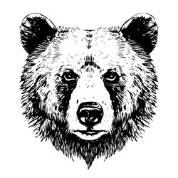 Animal bear face hand drawn sketch realistic Vector Image