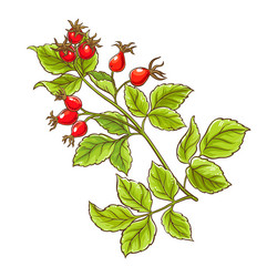 dog rose branch colored detailed Vector Image