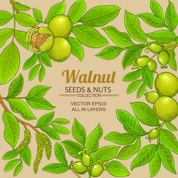 walnut branches frame on color background vector image