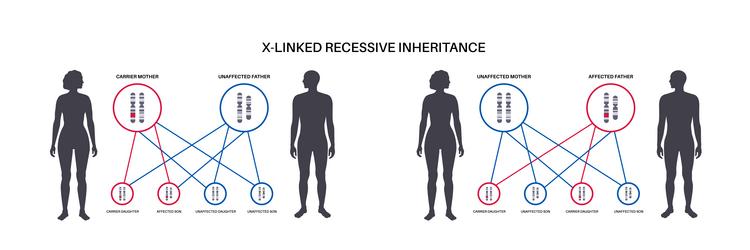 x linked recessive inheritance vector image