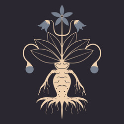 mandragora magic plant witchcraft occult icon vector