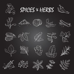 sketch spices and herbs collection on chalkboard vector