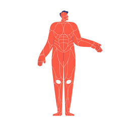 muscular system of human body internal muscles vector