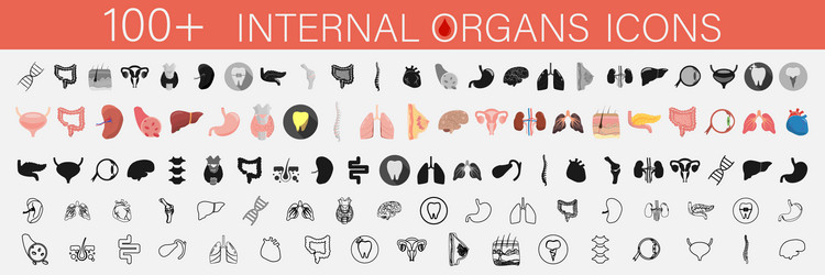 Set icons internal organs and parts man vector