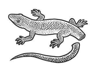 Lizard Autotomy Sketch Vector Image