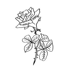 Barbed Rose Contour Sketch Vector Image