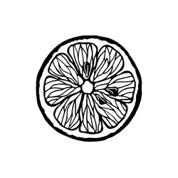 isolated element citrus grapefruit vector image