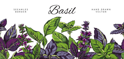 Seamless border with hand drawn colorful basil vector