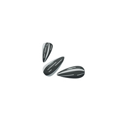 three sunflower seeds isolated vector