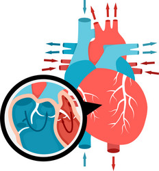 Close-up blood circulation in heart human vector