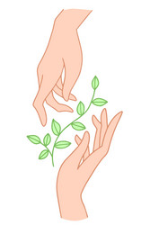 Two hands hold floral plant with leaves vector