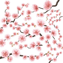 Sakura Branch with Pink Flowers Vector Image