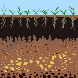 Cross-Section of Soil Layers with Vegetation vector image