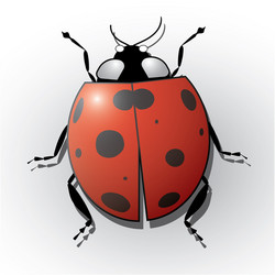 Ladybug isolated on white realistic vector