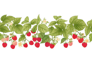 Raspberry ripe berries on branch seamless vector