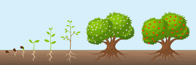 tree growth cycle natural farming trees grows vector image