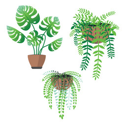 House plants Royalty Free Vector Image - VectorStock