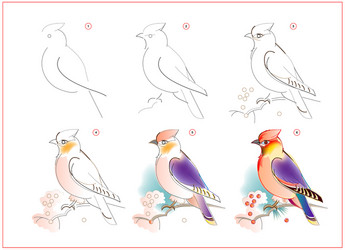 How to learn draw sketch waxwing bird vector