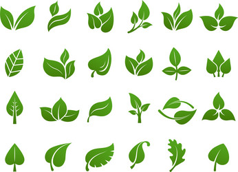 Green Leaf Botanical Collection Vector Image