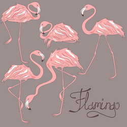 Isolated flamingos in different positions vector