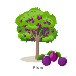 plum tree in flat design vector