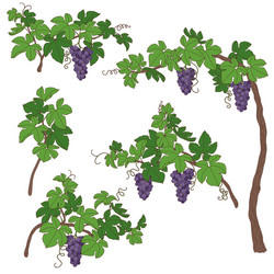 Grapevine Branch with Grapes vector image