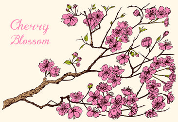 Japanese Sakura Blooming Cherry Blossom Vector Image